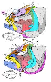 Image result for Hippoglossus hippoglossus