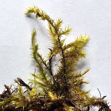 Attēlu rezultāti vaicājumam “Drepanocladus polygamus”