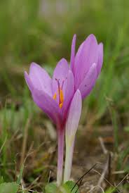 Image result for Herbstzeitlose