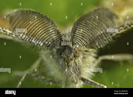 Attēlu rezultāti vaicājumam “Ematurga atomaria male”