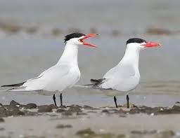 Attēlu rezultāti vaicājumam “Hydroprogne caspia”