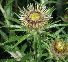 Attēlu rezultāti vaicājumam “Carlina biebersteinii”