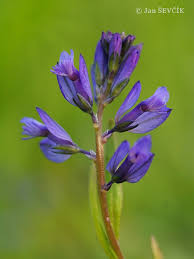 Attēlu rezultāti vaicājumam “Polygala amarella”