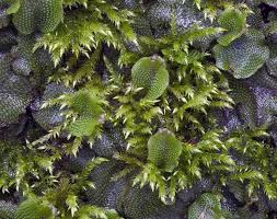 Attēlu rezultāti vaicājumam “Conocephalum salebrosum”