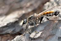 Attēlu rezultāti vaicājumam “Choerades sp.”