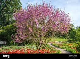 Attēlu rezultāti vaicājumam “Cercis siliquastrum”