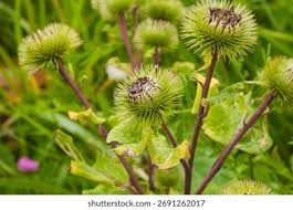 Attēlu rezultāti vaicājumam “Arctium”