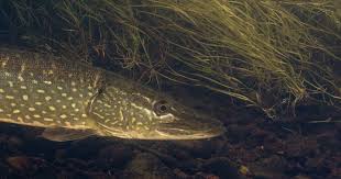 Image result for Esox lucius