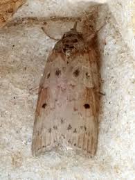 Attēlu rezultāti vaicājumam “Nycteola sp.”