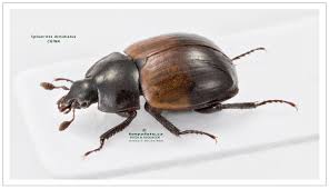 Attēlu rezultāti vaicājumam “Hypocaccus rugiceps”