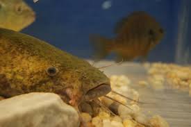 Image result for Pylodictis olivaris