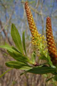 Attēlu rezultāti vaicājumam “Salix purpurea male flower”