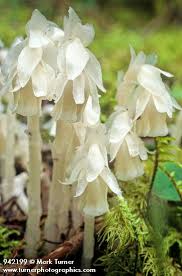 Attēlu rezultāti vaicājumam “Plantago uniflora”