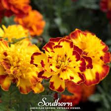 Image result for Tagetes patula