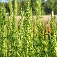 Image result for Atriplex hortensis