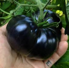 Afbeeldingsresultaat voor black sea man tomato