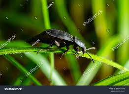 Attēlu rezultāti vaicājumam “Silpha obscura”