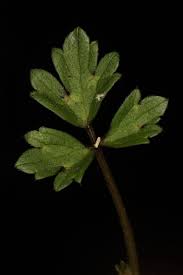 Attēlu rezultāti vaicājumam “Ranunculus repens leaf”