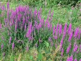 Image result for Lythrum salicaria