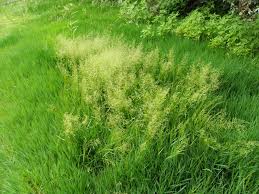 Attēlu rezultāti vaicājumam “Agrostis stolonifera”