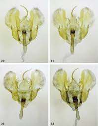 Attēlu rezultāti vaicājumam “Thera variata”