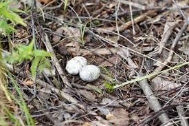 Attēlu rezultāti vaicājumam “Caprimulgus europaeus nest”