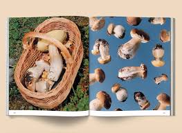 Attēlu rezultāti vaicājumam “Diderma montanum var. album spores”