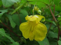 Attēlu rezultāti vaicājumam “Impatiens noli-tangere”