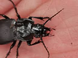 Attēlu rezultāti vaicājumam “Pterostichus quadrifoveolatus”