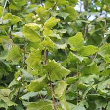 Attēlu rezultāti vaicājumam “Corylus avellana”