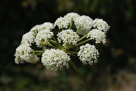 Attēlu rezultāti vaicājumam “Peucedanum oreoselinum”