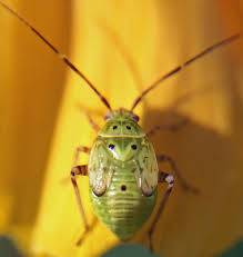 Attēlu rezultāti vaicājumam “Lygus nymph nymph”