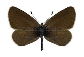 Attēlu rezultāti vaicājumam “Cupido minimus female”