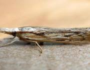 Attēlu rezultāti vaicājumam “Pediasia fascelinella”