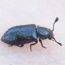 Attēlu rezultāti vaicājumam “Necrobia violacea”