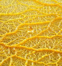 Attēlu rezultāti vaicājumam “Physarum conglomeratum sessile”