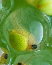 Attēlu rezultāti vaicājumam “Collaria rubens macro”