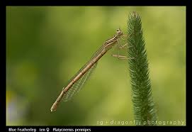 Attēlu rezultāti vaicājumam “Platycnemis pennipes male”