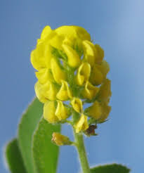 Attēlu rezultāti vaicājumam “Medicago lupulina flower”