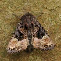 Attēlu rezultāti vaicājumam “Euplexia lucipara”