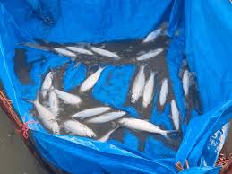 Image result for Chanos chanos