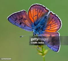 Attēlu rezultāti vaicājumam “Lycaena alciphron underside”