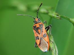 Attēlu rezultāti vaicājumam “Corizus hyoscyami imago”