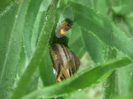 Attēlu rezultāti vaicājumam “Calophasia lunula larva”