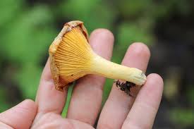 Attēlu rezultāti vaicājumam “Cantharellus cibarius”