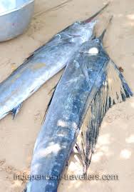 Image result for Makaira nigricans