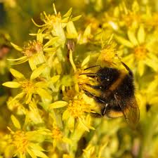 Attēlu rezultāti vaicājumam “Solidago virgaurea bud”