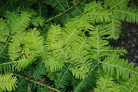 Attēlu rezultāti vaicājumam “Taxus baccata”