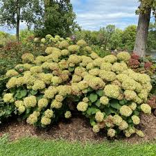 Attēlu rezultāti vaicājumam “Hydrangea arborescens flower”