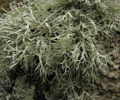 Attēlu rezultāti vaicājumam “Ramalina farinacea”